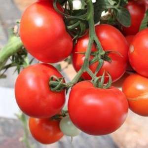 Магнетик F1 - томат индетерминантный, 100 семян, Nickerson Zwaan фото, цена